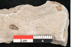 Foto (Detailansicht) von Glyptostrobus europaeus Brongniart (NHMW-GEO-2024-0188-6752)